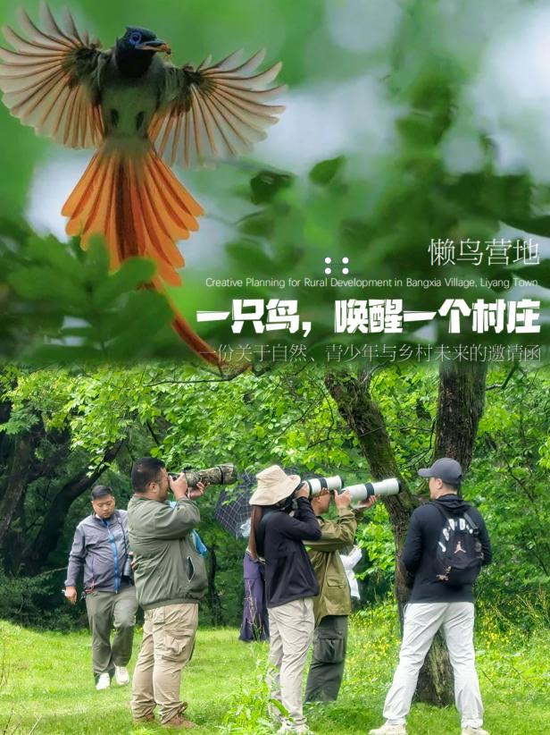 8000萬熱度炸屏！屯溪“護(hù)村小祖宗”聯(lián)動(dòng)短劇頂級頭部平臺(tái)帶火綬帶鳥，短劇+文旅解鎖鄉(xiāng)村振興新密碼